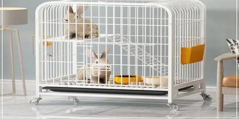 寵物兔飼養(yǎng)全攻略 從新手到專家的溫馨指南