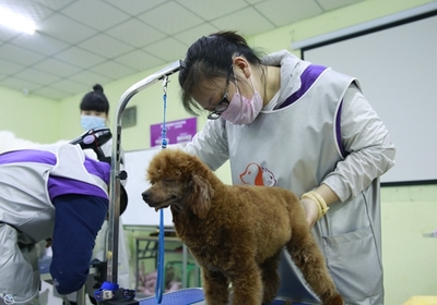 零基礎也能學！寵物美容入門指南